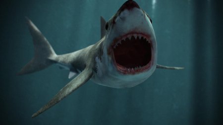 Мегалодон челюсть