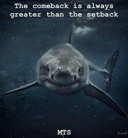 Большая белая акула