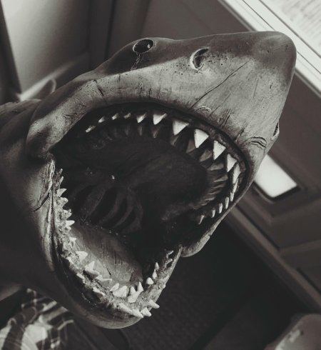 Акула брюс челюсти