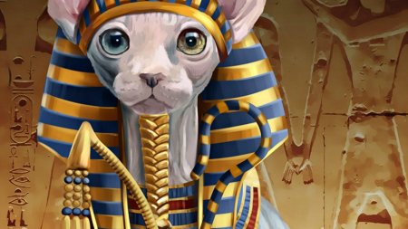 Египетский сфинкс кошка