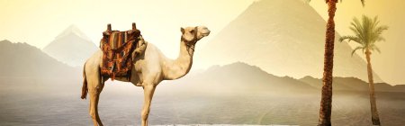 Верблюд египет