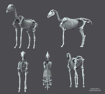 Скелет лошади анатомия