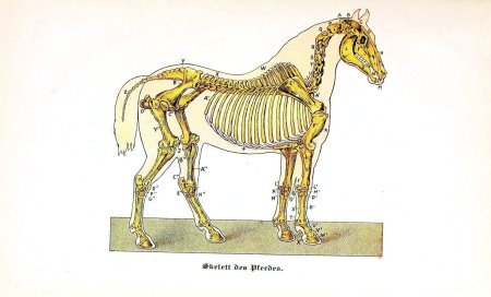 Скелет лошади схема