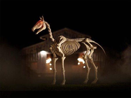 Scp лошадь скелет