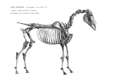 Скелет лошади