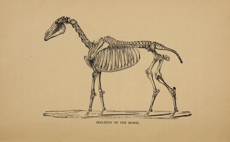 Лошадь скелет