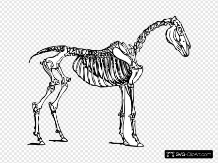 Скелет лошади
