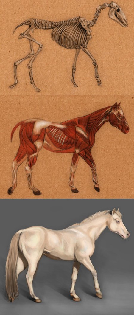 Скелет лошади референс