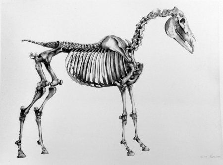 Скелет лошади