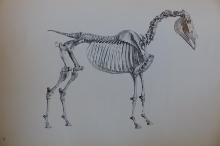 Осевой скелет лошади анатомия