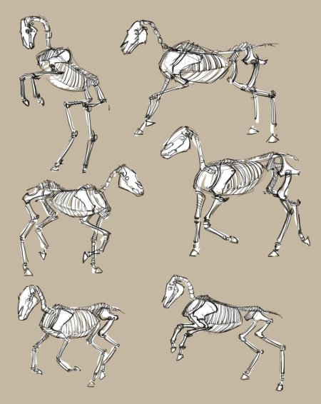 Лошадь скелет