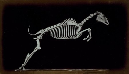 Скелет животного