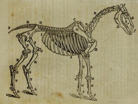 Скелет лошади сбоку