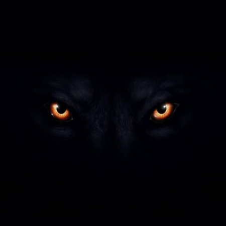 Глаза волка в темноте