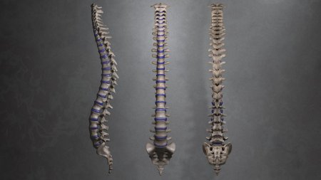Spinal cord d