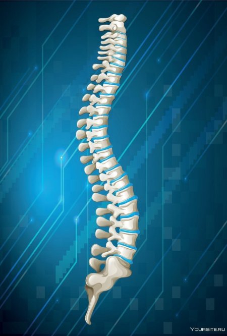 Позвоночник человека вид сбоку