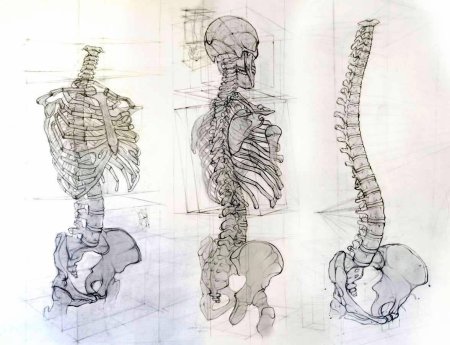Скелет сзади академический рисунок