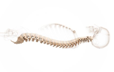 Скелет позвоночник