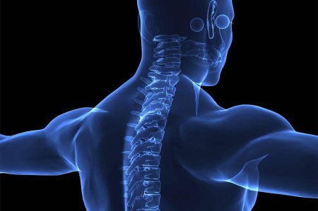 Человеческий позвоночник