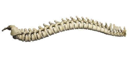 Позвоночник человека сбоку