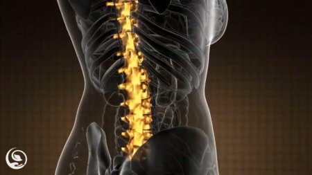 Грудного отдела позвоночника