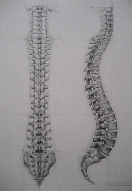 Позвоночник анатомия рисунок