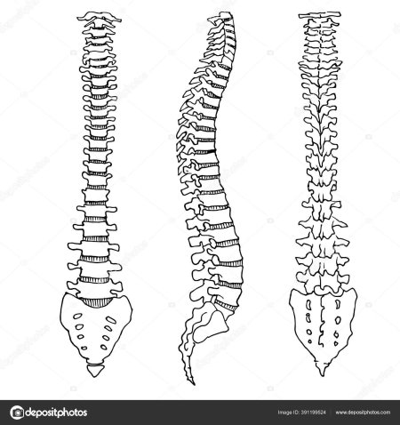 Позвоночник человека вид сбоку