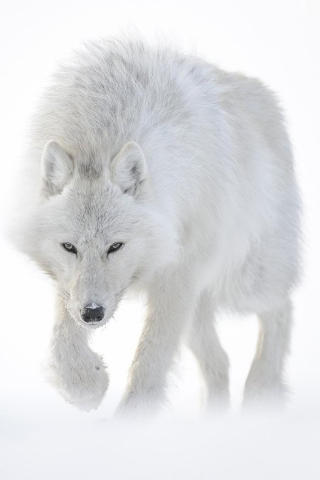 Белый полярный волк