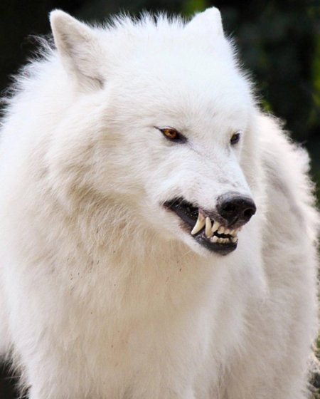 Волк альбинос