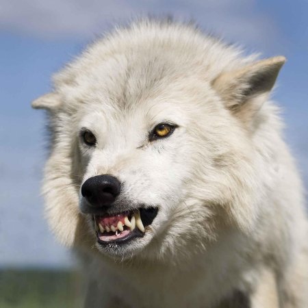 Полярный волк оскал