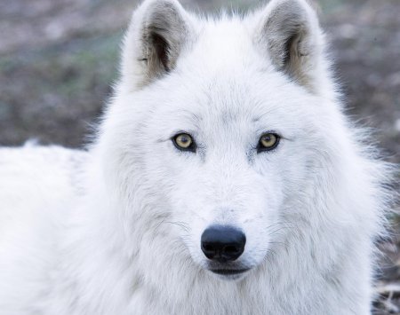 Волчица белая