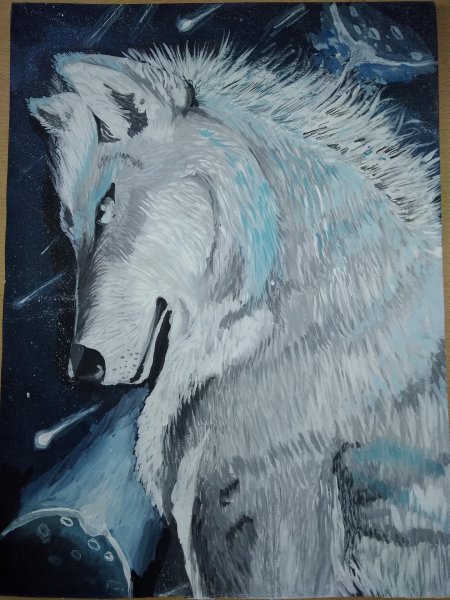 Волк полярный