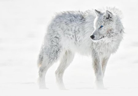 Arctic wolf арктический волк