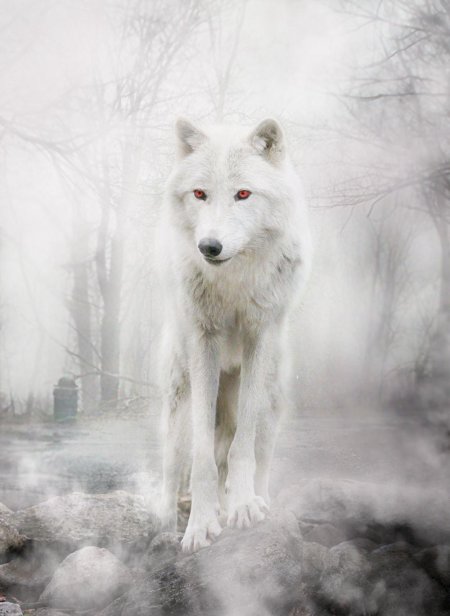 Лютоволк призрак