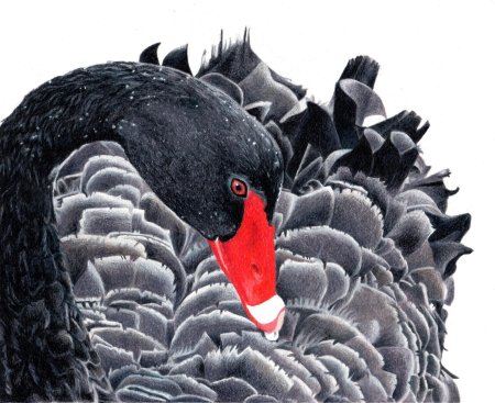 Чёрный лебедь птица