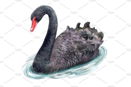 Черный лебедь картина