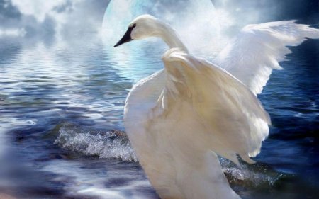 Лебедь белая