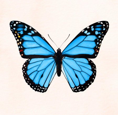 Бабочка эскиз