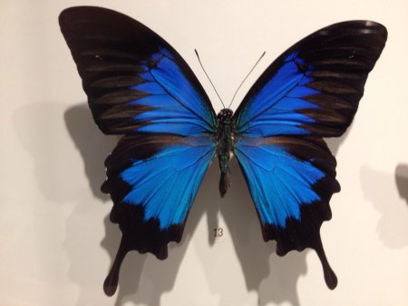 Бабочка парусник улисс