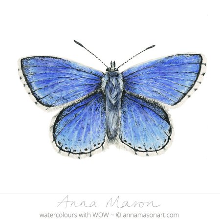 Голубянка икар бабочка