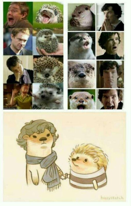 Бенедикт камбербэтч и выдра