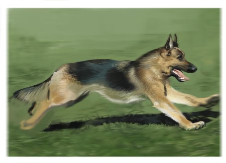 Вюртембергская овчарка