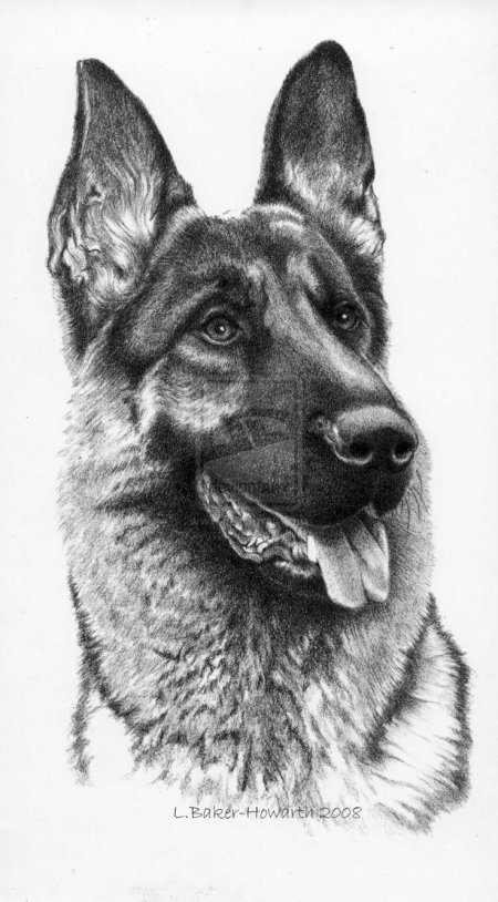 Вео овчарка рисунок