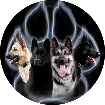 Вео и немецкая овчарка