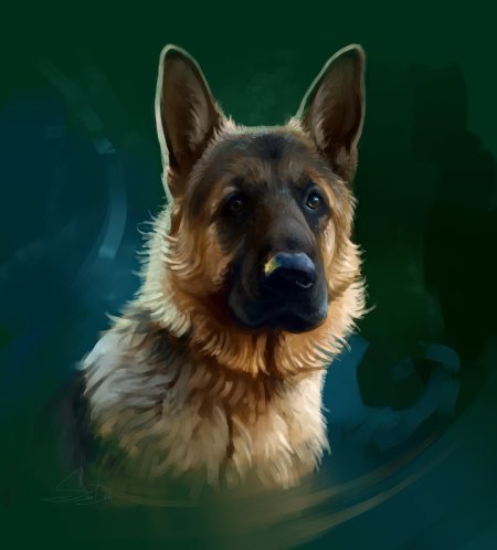 Немецкая овчарка мухтар