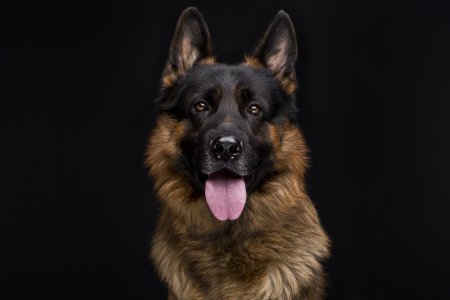 Порода немецкая овчарка