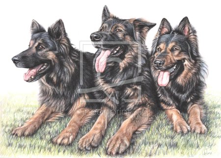 Срисовки немецкой овчарки лёгкая