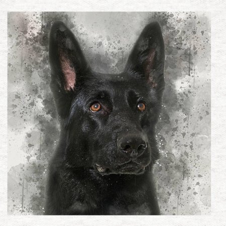 Черная немецкая овчарка