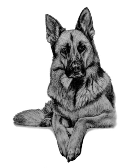 Восточно-европейская овчарка