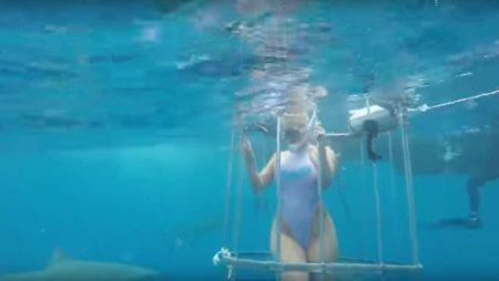 Молли кавалли нападение акулы